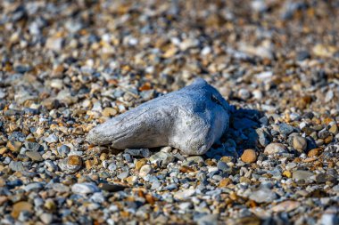 Svalbard 'a Nordaustlandet seferi ve bir deniz aygırı kolonisini ziyaret.