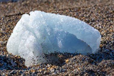 Svalbard 'a Nordaustlandet seferi ve bir deniz aygırı kolonisini ziyaret.