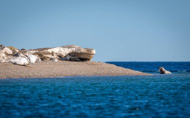 Svalbard 'a Nordaustlandet seferi ve bir deniz aygırı kolonisini ziyaret.