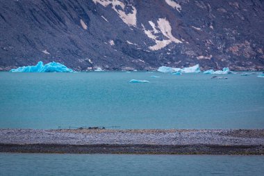 cruising in the Arctic in the Magdalensfjorden on Svalbard, Norway clipart