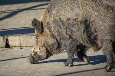 Avusturya 'da vahşi bir domuzun yakın çekimi.