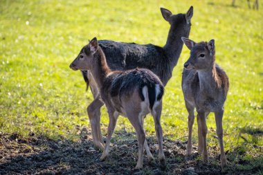Avusturya 'daki Alp Dağları' ndaki geyiklerin yakın çekimi.