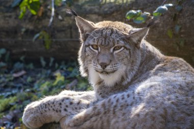Avusturya 'nın doğasında harika bir utangaç vaşağın yakın çekimi.