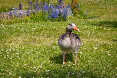 Yeşil bir alanda renkli ördekler