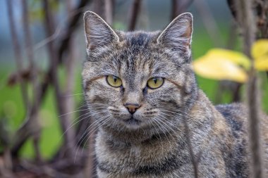 Doğadaki gri kaplan kedisine yakın çekim.