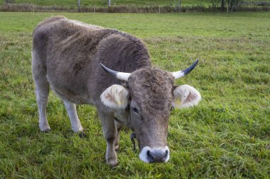 Austrai 'deki Alp Dağları' ndaki yeşil bir tarlada ineklerin yakın çekimi.