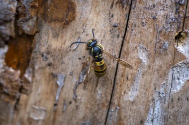 a yellow black wasp on a tree bark clipart