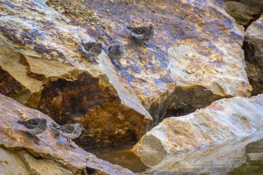 Norveç 'in Vardo limanında harika bir Dunlin.