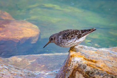 a wonderful dunlin in the harbor of Vardo in Norway clipart