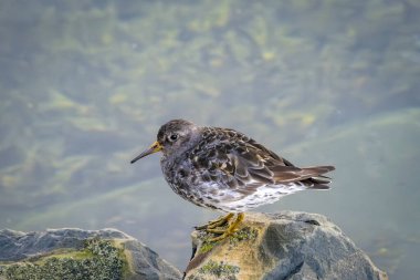 Norveç 'in Vardo limanında harika bir Dunlin.