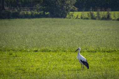 Watching a storch on a green field in Lochau clipart