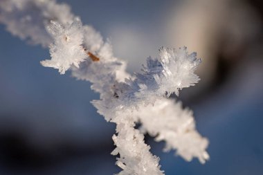 close shot of snow cristals in a wonderful winterwonderland in Moeggers in Vorarlberg in Austria clipart