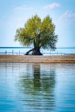 Eski Silberweide ile Wocherhafen 'de renkli bir manzara ve Constance Gölü' nde yerel bir dinlenme alanı.