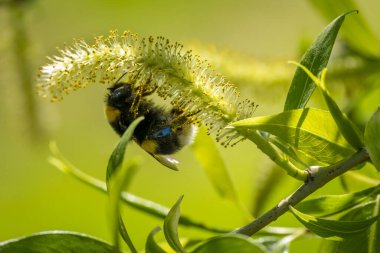 Constance Gölü 'ndeki yeşil bitkilerde bir yabanarısını gözlemliyorum.