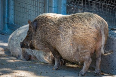 Avusturya 'daki bir parkı ziyaret etmek için Avrupa domuzu