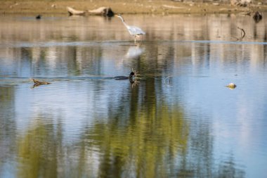 Göletlerdeki siyah ördek ve Avusturya 'daki Constance Gölü