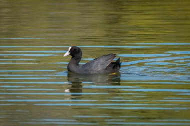 Göletlerdeki siyah ördek ve Avusturya 'daki Constance Gölü