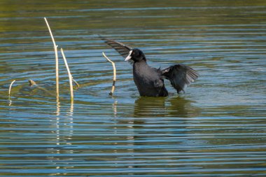 Göletlerdeki siyah ördek ve Avusturya 'daki Constance Gölü