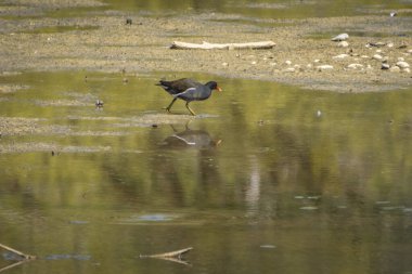 Avusturya 'daki Constance Gölü' nde sıradan bir bataklık tavuğu ya da bataklık tavuğu