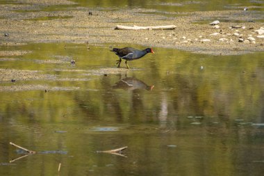 Avusturya 'daki Constance Gölü' nde sıradan bir bataklık tavuğu ya da bataklık tavuğu