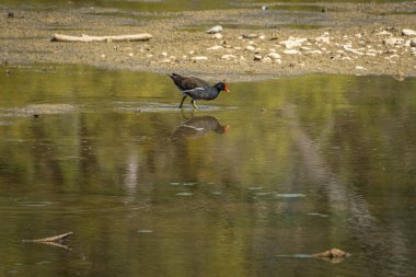 Avusturya 'daki Constance Gölü' nde sıradan bir bataklık tavuğu ya da bataklık tavuğu