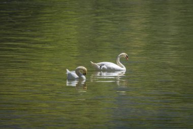 Avusturya ve Almanya 'da göllerde beyaz kuğu