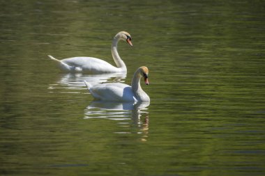 Avusturya ve Almanya 'da göllerde beyaz kuğu