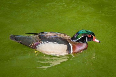 Avusturya 'da küçük bir gölette palamut ördeği