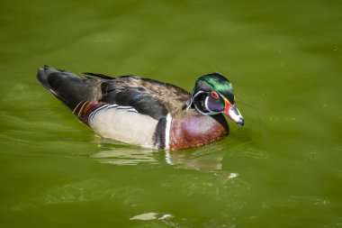 Avusturya 'da küçük bir gölette palamut ördeği