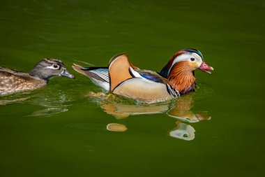 Avusturya 'da küçük bir gölette mandarin ördeği