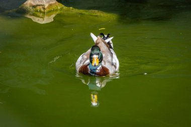 Avusturya 'da küçük bir gölette yaygın pochard od ferruginous ördek