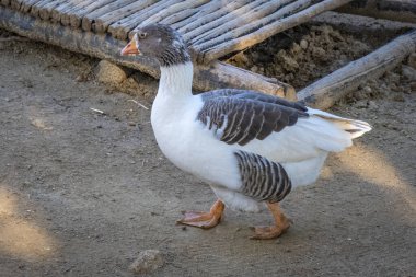 Küçük bir göletteki midye kazı