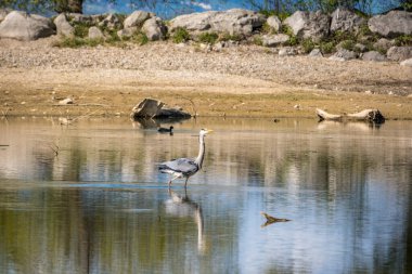 Gri balıkçıl balık yakalar ve Avusturya 'daki Constance gölünde uçar.