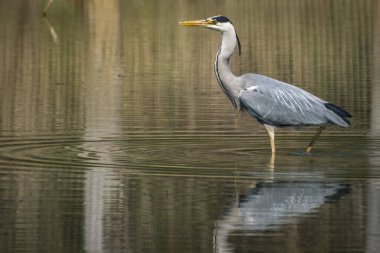 Gri balıkçıl balık yakalar ve Avusturya 'daki Constance gölünde uçar.