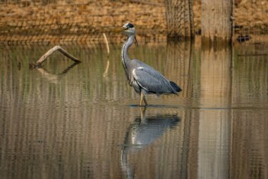 Gri balıkçıl balık yakalar ve Avusturya 'daki Constance gölünde uçar.