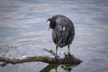 Constance Gölü 'nde siyah ördeklerin yakın çekimi.