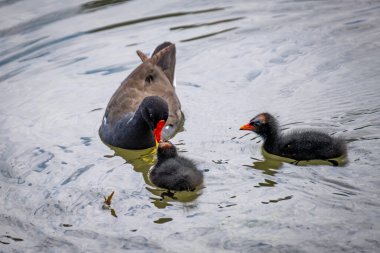 Constance Gölü 'nde bebek ve aileleri olan tek bir kırlangıç kuşunun yakın çekimi.