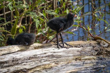 Constance Gölü 'nde bebek ve aileleri olan tek bir kırlangıç kuşunun yakın çekimi.