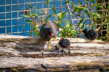 Constance Gölü 'nde bebek ve aileleri olan tek bir kırlangıç kuşunun yakın çekimi.