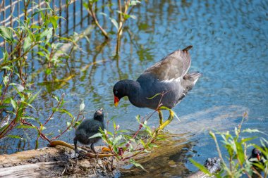 Constance Gölü 'nde bebek ve aileleri olan tek bir kırlangıç kuşunun yakın çekimi.