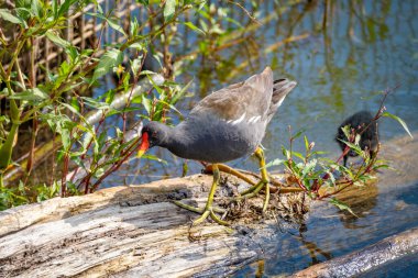 Constance Gölü 'nde bebek ve aileleri olan tek bir kırlangıç kuşunun yakın çekimi.