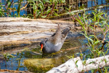 Constance Gölü 'nde bebek ve aileleri olan tek bir kırlangıç kuşunun yakın çekimi.