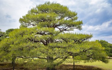 Japonya 'da Kyoto' da önemli eski bir kaleyi ziyaret ediyor.