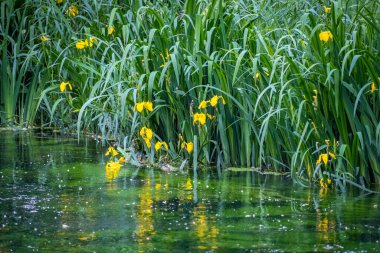 Japonya 'da Matsumoto yakınlarındaki bir wasabi çiftliğinde harika bir su değirmenini ziyaret etmek.