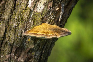 close shot of a polypore at a tree at the lake constance
