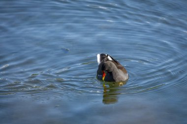 observing a common moorhen at the lake constance