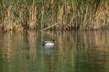 observing male and female mallards at the lake constance
