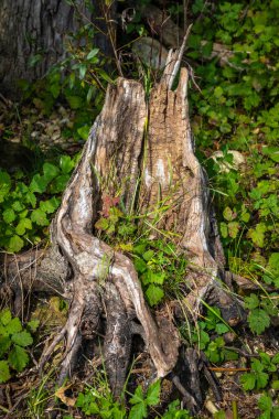 close shot of roots and different small plants at the lake constance