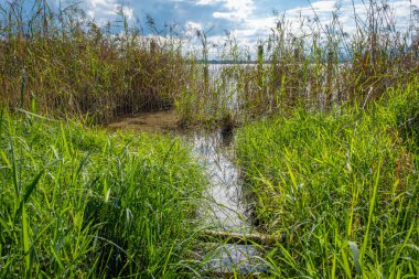 colorful leaves in autumn at the lake constance