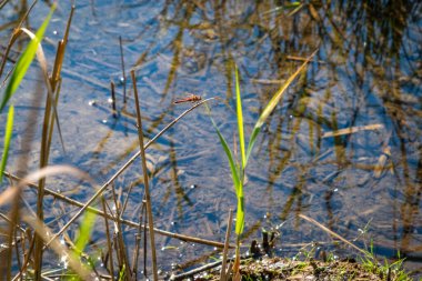 observation red dragonflies and pairing at the lake constance